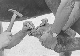 Handwerk: Pferd beschlagen Handwerk: Pferd beschlagen
