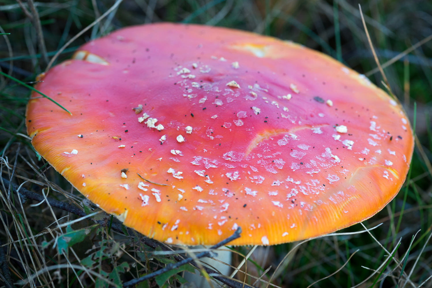 Pilze im Herbst