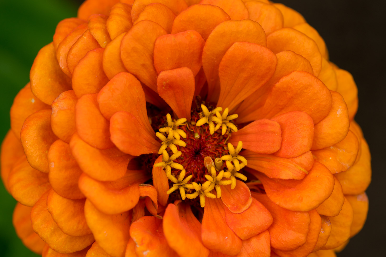 Zinnien in unserem Garten