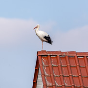 anzeigen