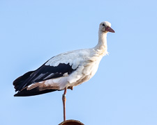 anzeigen