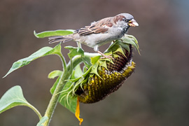 Vögel im Spätsommer 2021 bei der Ernte und auf dem Weg nach Süden Vögel