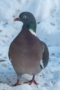 anzeigen