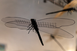 Libellen in meinem Garten