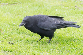 anzeigen