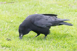 anzeigen