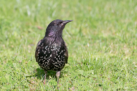 Heimische Vogelarten